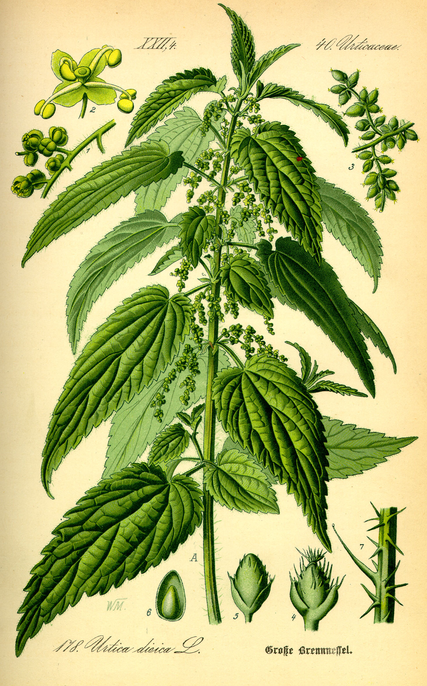 Brennnessel (Urtica dioica)