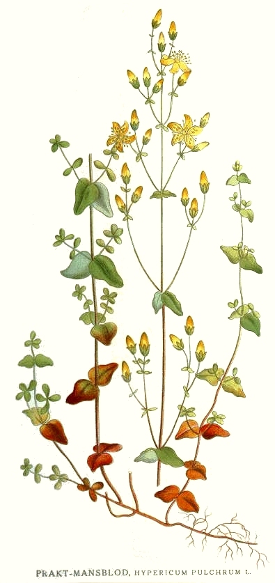Johanniskraut (Hypericum perforatum)