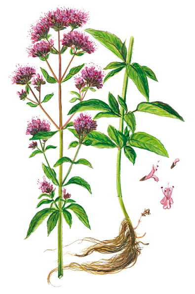 Majoran (Origanum majorana)