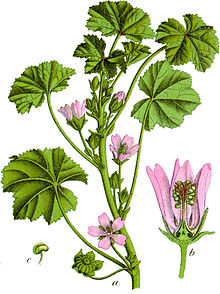 Wilde Malve / Käsepappel (Malva sylvestris)