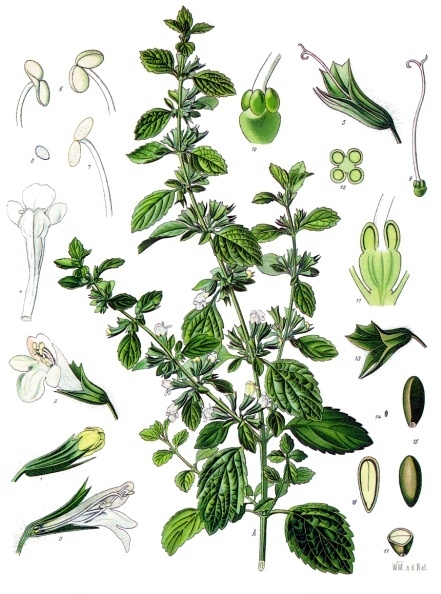 Zitronenmelisse (Melissa officinalis)