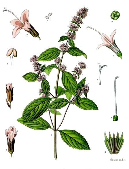 Pfefferminze (Mentha x piperita)