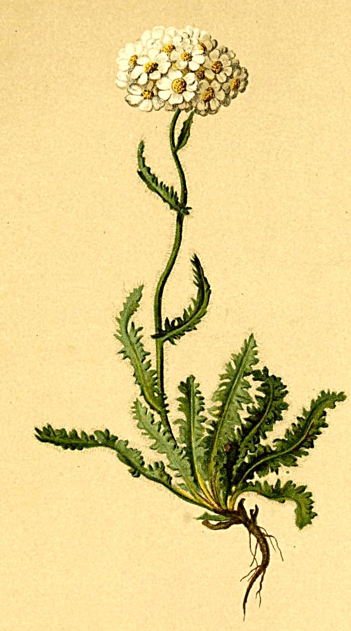 Gemeine Schafgarbe (Achillea millefolium)